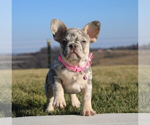 French Bulldog Litter for sale in FRESNO, OH, USA