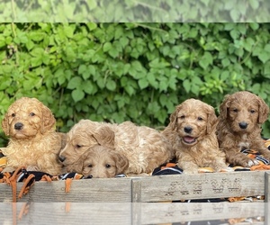 Goldendoodle Litter for sale in JOPLIN, MO, USA