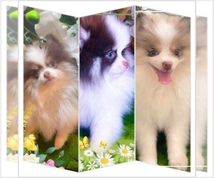 Pomeranian Litter for sale in VACAVILLE, CA, USA