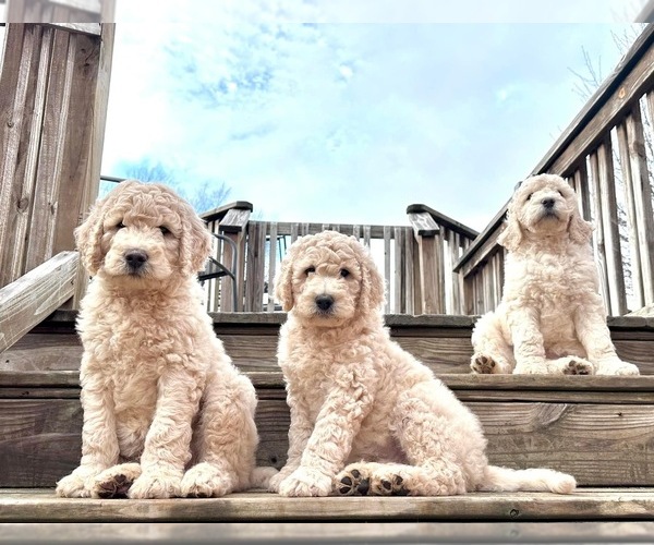 Medium Photo #1 Goldendoodle-Poodle (Standard) Mix Puppy For Sale in ATHENS, AL, USA