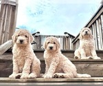 Small Photo #1 Goldendoodle-Poodle (Standard) Mix Puppy For Sale in ATHENS, AL, USA