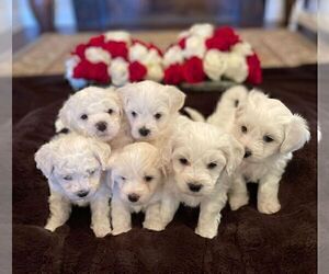 Bichon Frise Litter for sale in FORT WORTH, TX, USA