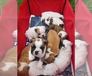 English Bulldog Litter for sale in WEST PLAINS, MO, USA