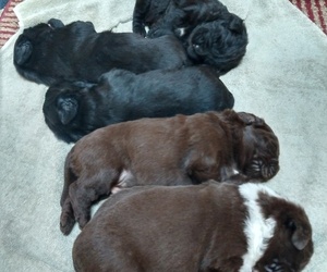 Newfoundland Litter for sale in FREMONT, OH, USA