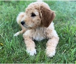 Small Goldendoodle-Poodle (Standard) Mix