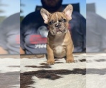 Small Photo #1 French Bulldog Puppy For Sale in GERBER, CA, USA