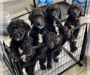 Airedoodle Litter for sale in EL CAJON, CA, USA
