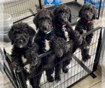 Small Photo #1 Airedoodle Puppy For Sale in EL CAJON, CA, USA