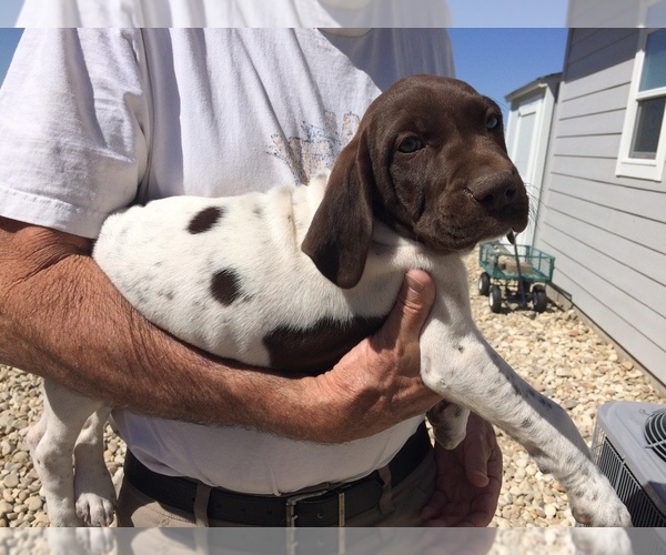 Medium Photo #1 German Shorthaired Pointer Puppy For Sale in EAGLE, ID, USA