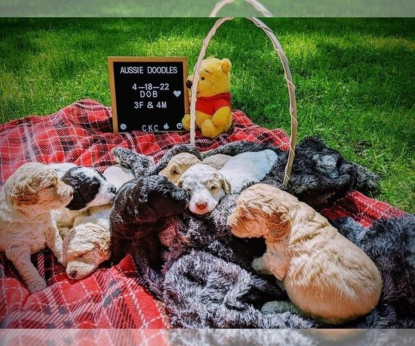 Medium Photo #1 F2 Aussiedoodle Puppy For Sale in LOUISA, VA, USA
