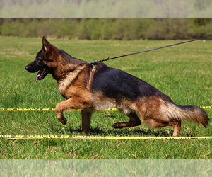 German Shepherd Dog Litter for sale in MAPLE GROVE, MN, USA