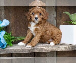 Cavapoo Litter for sale in SUGARCREEK, OH, USA