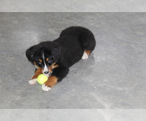 Bernese Mountain Dog Litter for sale in WESTCLIFFE, CO, USA