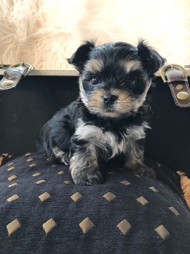 Medium Photo #1 Morkie Puppy For Sale in STOCKTON, CA, USA