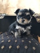 Small Photo #1 Morkie Puppy For Sale in STOCKTON, CA, USA