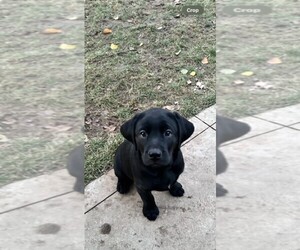 Labrador Retriever Litter for sale in LEES SUMMIT, MO, USA