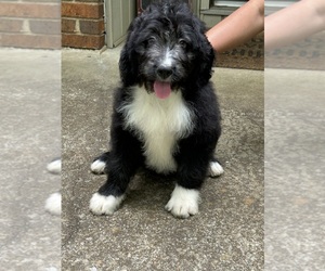 Bernedoodle Litter for sale in BREMEN, GA, USA