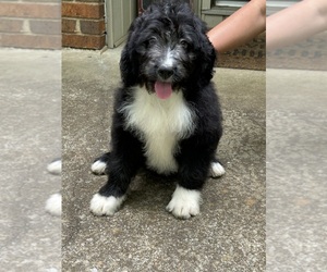 Medium Bernedoodle