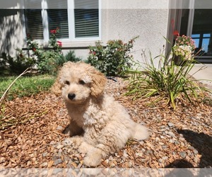 Poodle (Toy) Litter for sale in GARDEN CITY, KS, USA