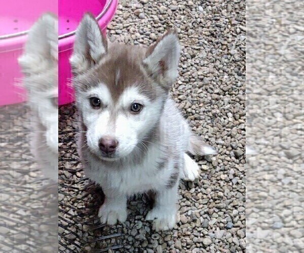 Medium Photo #1 Siberian Husky Puppy For Sale in TUCSON, AZ, USA