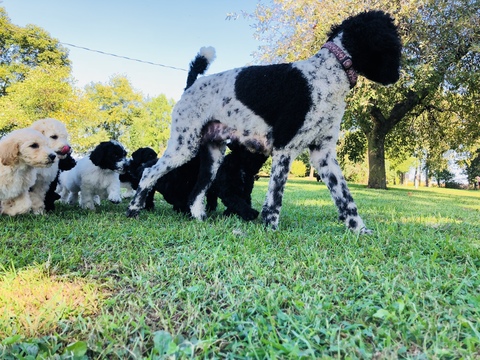 Medium Photo #1 Poodle (Standard) Puppy For Sale in AUGSBURG, IL, USA