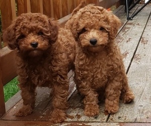 Poodle (Toy) Litter for sale in PORTLAND, OR, USA