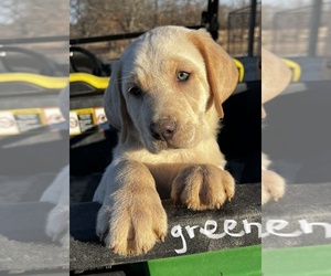 Labrador Retriever Litter for sale in LAQUEY, MO, USA