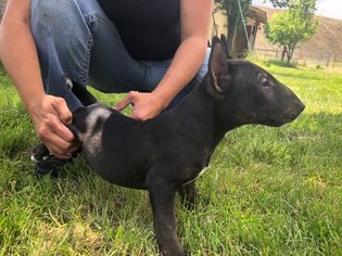 Bull Terrier Litter for sale in RICHLAND, OR, USA