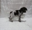 Small Photo #1 German Shorthaired Pointer Puppy For Sale in GLENCOE, MN, USA