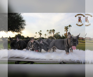 French Bulldog Litter for sale in SURPRISE, AZ, USA