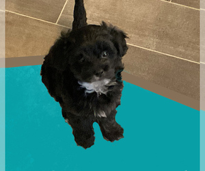 Maltipoo Litter for sale in FLUSHING, MI, USA