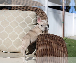 French Bulldog Litter for sale in CORONA, CA, USA