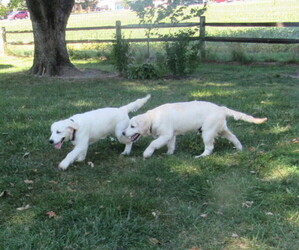 English Cream Golden Retriever Litter for sale in NORTHWOOD, OH, USA