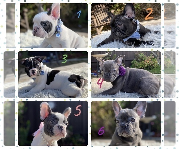 Medium Photo #1 French Bulldog Puppy For Sale in HOLLISTER, CA, USA