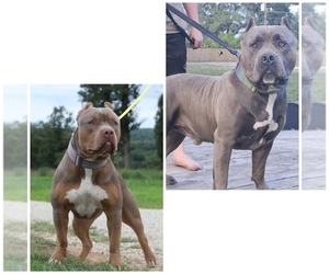 American Bully Litter for sale in BROOKSVILLE, FL, USA