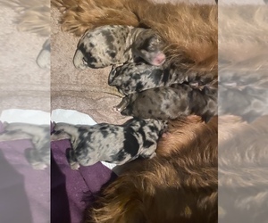 Goldendoodle-Sheepadoodle Mix Litter for sale in ROCHESTER, NY, USA
