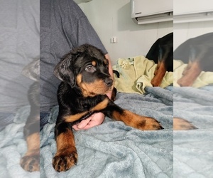 Rottweiler Litter for sale in SIDNEY, OH, USA