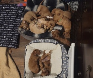 Cavapoo Litter for sale in HIGH SPRINGS, FL, USA