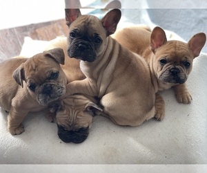 French Bulldog Litter for sale in WINDSOR, NY, USA