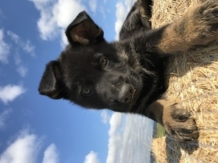 German Shepherd Dog Litter for sale in STANWOOD, WA, USA