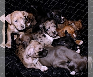 American Pit Bull Terrier Litter for sale in STONE MOUNTAIN, GA, USA