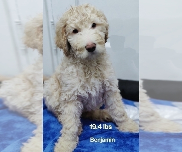 Medium Photo #1 Goldendoodle Puppy For Sale in SELKIRK, NY, USA