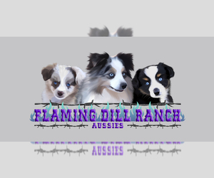 Miniature Australian Shepherd Litter for sale in FORESTBURG, TX, USA