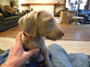 Weimaraner Litter for sale in GROVE CITY, OH, USA