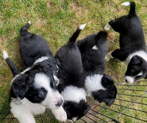 Border Collie Litter for sale in DOUSMAN, WI, USA