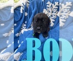 Small Photo #1 Daniff Puppy For Sale in ELMER, NJ, USA