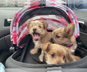 Biewer Yorkie Litter for sale in CHARLOTTE, NC, USA