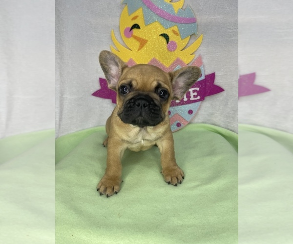 Medium Photo #1 French Bulldog Puppy For Sale in LOWRY CITY, MO, USA