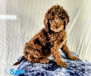 Poodle (Standard) Litter for sale in NAPPANEE, IN, USA