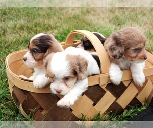Cavapoo Litter for sale in CARLISLE, KY, USA